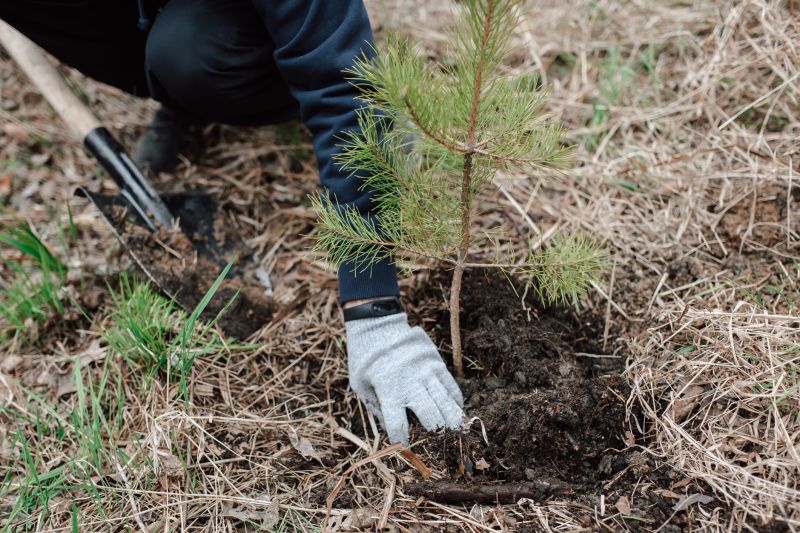 Tree Planting Service Costs — Cost of Tree Planting Service