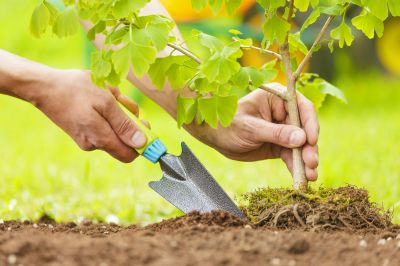 Tree Planting Service Costs — Cost of Tree Planting Service