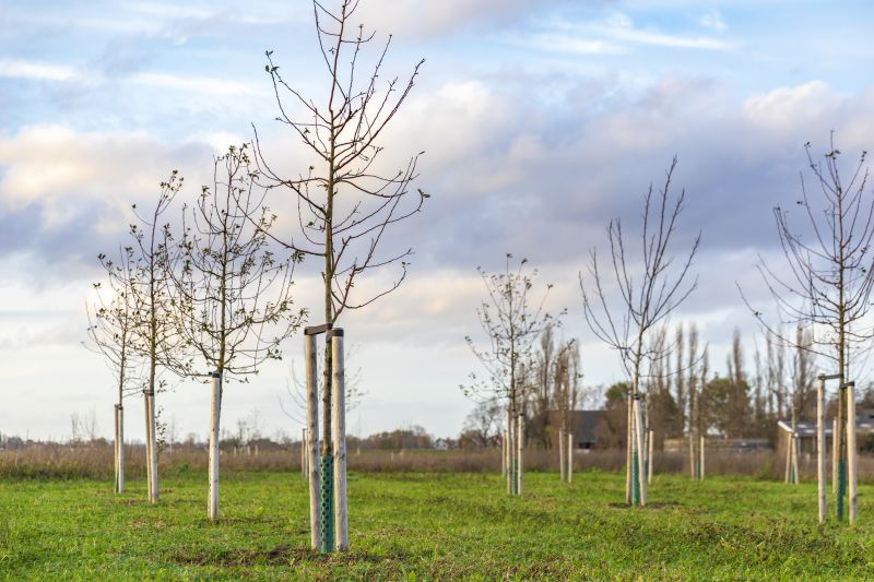 Tree Planting Service Costs — Cost of Tree Planting Service