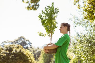 Tree Planting Service Costs — Cost of Tree Planting Service