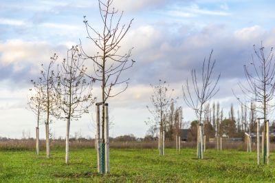 Tree Planting Service Costs — Cost of Tree Planting Service