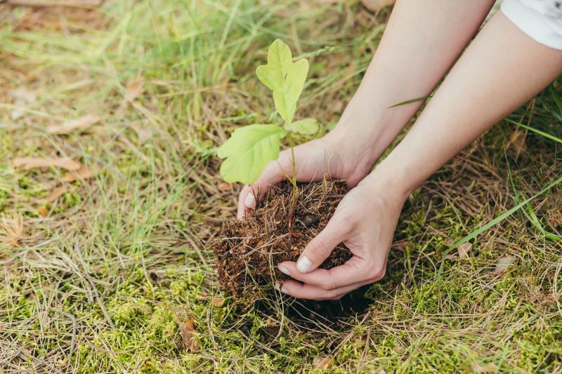 Young Trees Ready for Planting