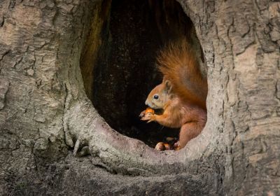 Provide Habitats for Wildlife