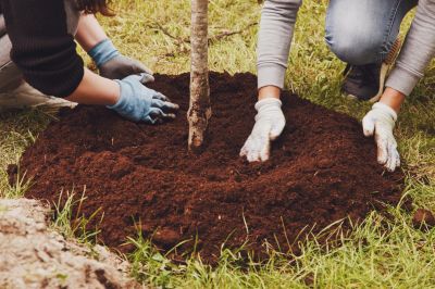 Contact About Tree Planting Service